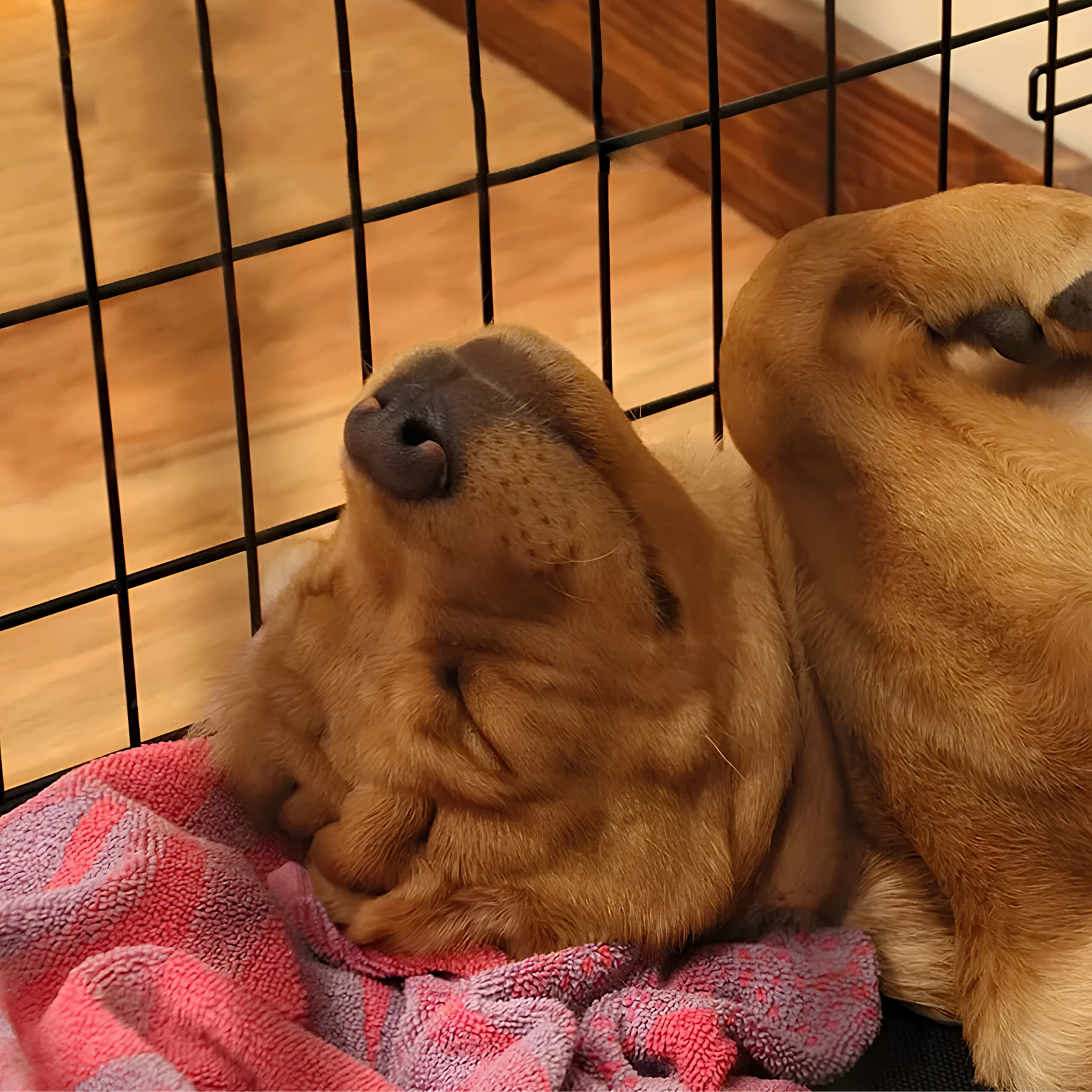 PupGuard™ 8 Panel Playpen